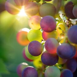 Vins bio, vin nature et biodynamie
