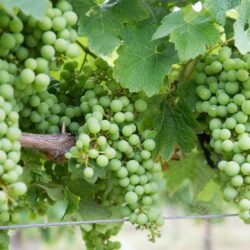 Le Chardonnay, le vin le plus vendu au monde
