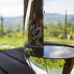 Le Sauvignon Blanc, cépage caractéristique de la Vallée de la Loire